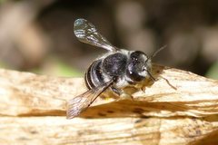 Pseudoanthidium repetitum