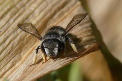 Pseudoanthidium repetitum