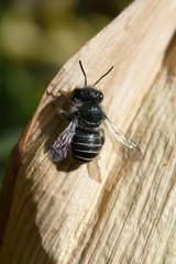 Pseudoanthidium repetitum