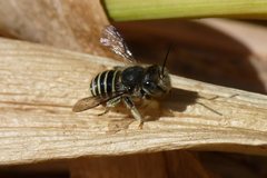 Pseudoanthidium repetitum