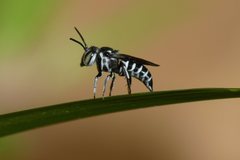 Coelioxys albolineatus
