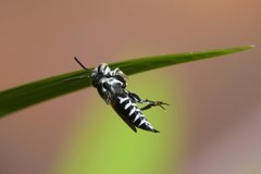 Coelioxys albolineatus