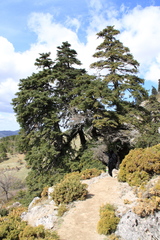 Abies pinsapo