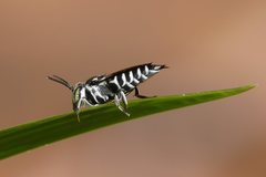 Coelioxys albolineatus