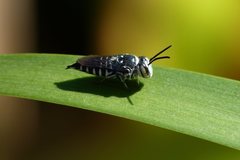 Coelioxys albolineatus
