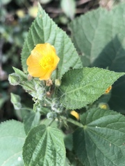 Abutilon ramosum