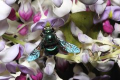 Xylocopa bombylans