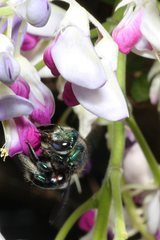 Xylocopa bombylans