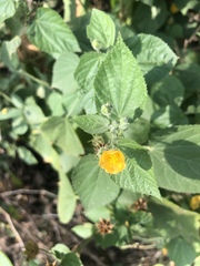 Abutilon ramosum