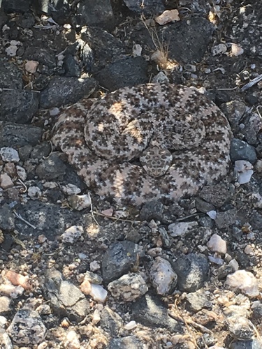 iNaturalist observation photo of Southwestern Speckled Rattlesnake