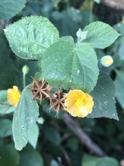 Abutilon ramosum