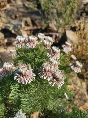 Serruria pedunculata