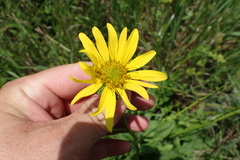 Silphium radula