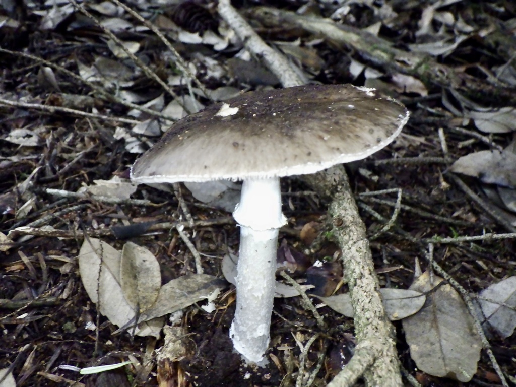 Amanita pseudoporphyria · July 2024 · photo: © re_nebel (iNaturalist, cc-by)