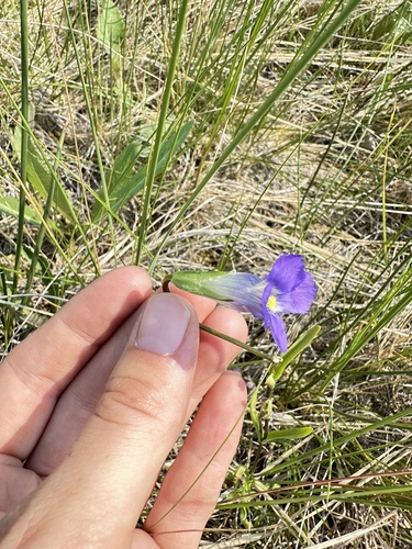 Image of Gentianopsis detonsa by no rights reserved