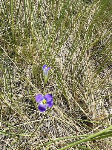 Image of Gentianopsis detonsa by no rights reserved