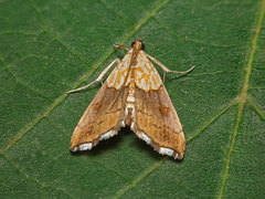 Agrotera nemoralis
