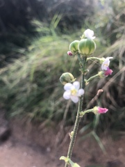 Hibiscus micranthus