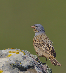 Emberiza caesia