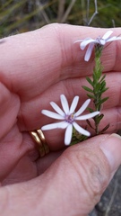Olearia paucidentata