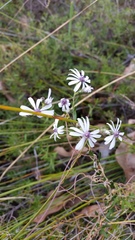 Olearia paucidentata