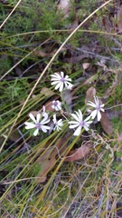 Olearia paucidentata