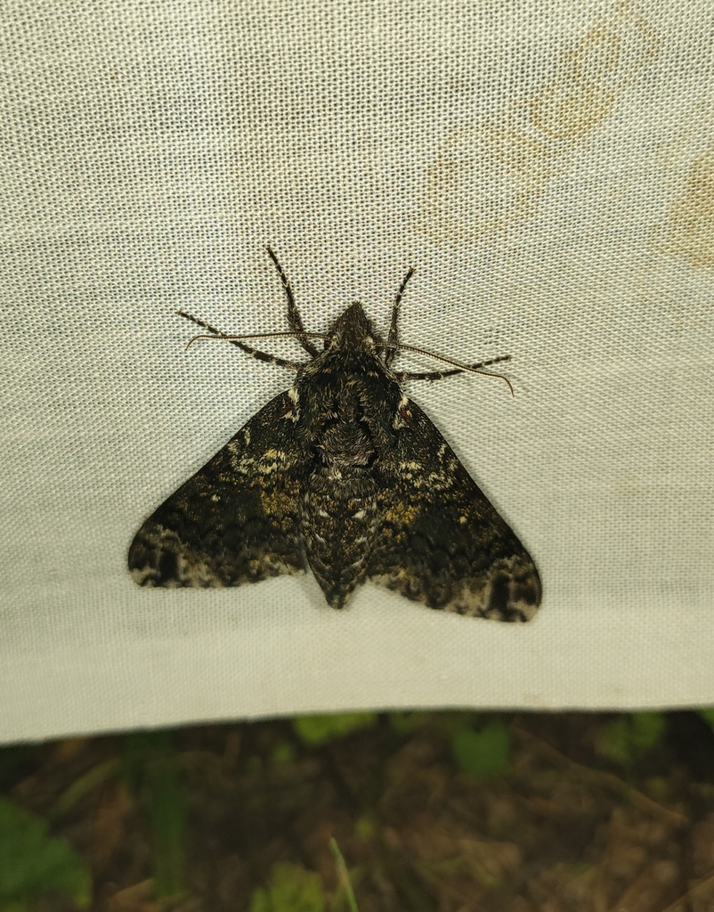 Pawpaw Sphinx from Silver Point, TN 38582, USA on July 14, 2024 at 09: ...
