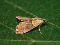 Agrotera nemoralis
