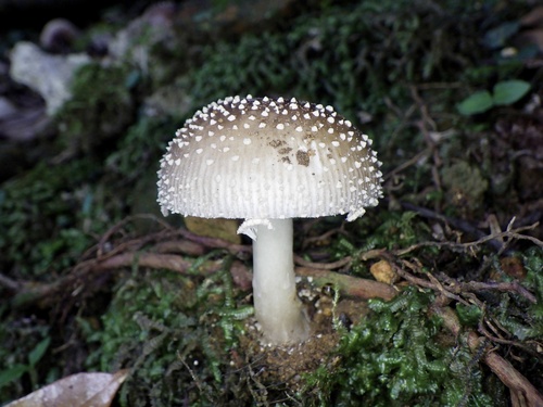 Amanita sychnopyramis