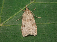Scoparia subfusca