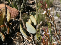 Adromischus inamoenus