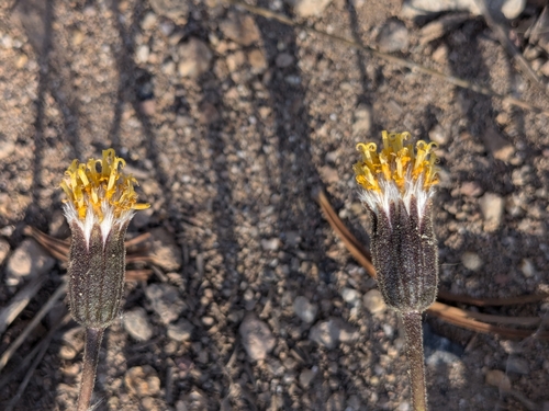 Image of Raillardella argentea by no rights reserved
