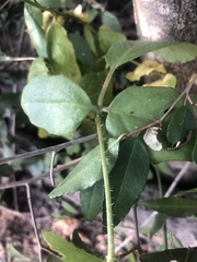 Cyphostemma subciliatum