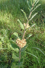 Asclepias obovata