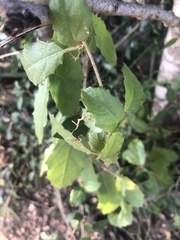 Cyphostemma subciliatum