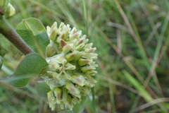 Asclepias obovata