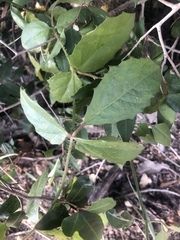 Cyphostemma subciliatum
