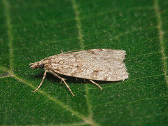 Scoparia subfusca