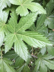 Rubus trifidus