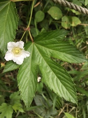 Rubus trifidus