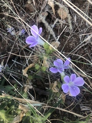 Barleria lancifolia