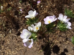 Leptosiphon grandiflorus