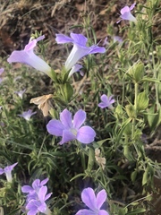 Barleria lancifolia
