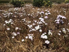Leptosiphon grandiflorus