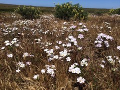 Leptosiphon grandiflorus