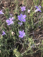 Barleria lancifolia