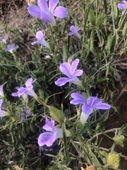 Barleria lancifolia