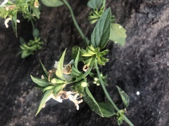 Leucas glabrata