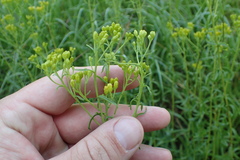 Euthamia gymnospermoides