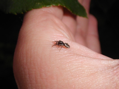 Salticus zebraneus